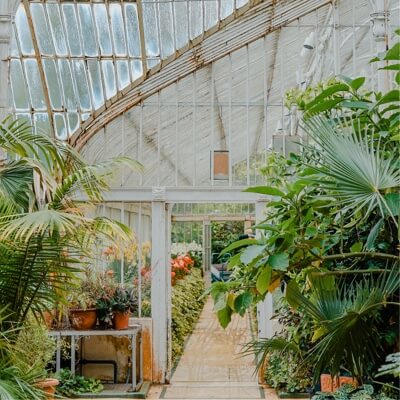 A look inside one of our greenhouses