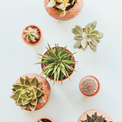 Potted succulents