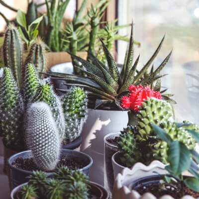 Potted cacti and succulents