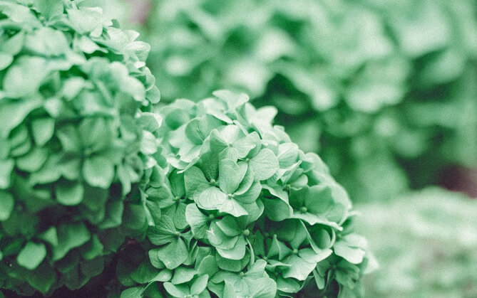 Green hydrangeas